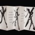 ombres texte de lauren grison typologie de laurent ne2 exemplaires 2023  